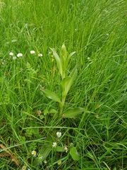 Himantoglossum hircinum