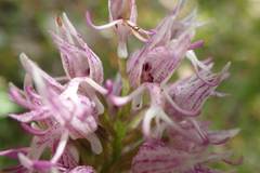 Orchis simia simia
