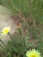 Urospermum dalechampii