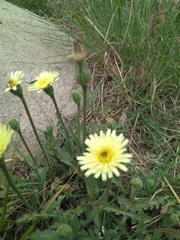 Urospermum dalechampii