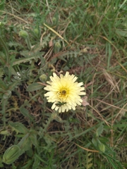 Urospermum dalechampii