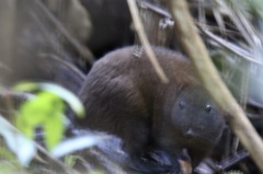 Hypsiprymnodon moschatus