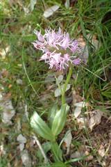 Orchis simia simia