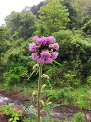 Cirsium japonicum