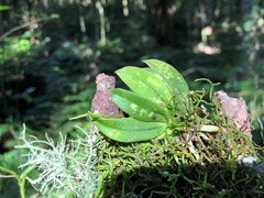 Sarcochilus parviflorus
