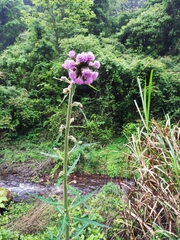 Cirsium japonicum