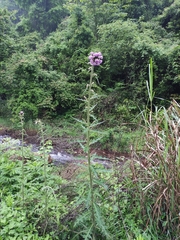 Cirsium japonicum