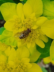 Syrphus