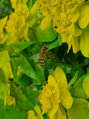 Syrphus
