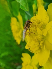 Syrphus