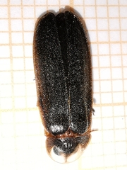 Lamprohiza boieldieui