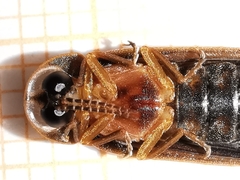 Lamprohiza boieldieui