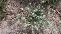 Teucrium edetanum