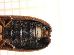 Lamprohiza boieldieui