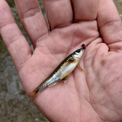 Notropis rubricroceus