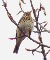 Anthus trivialis