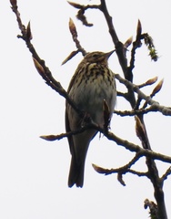 Anthus trivialis