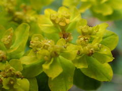 Euphorbia verrucosa