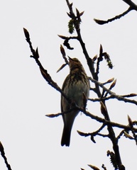 Anthus trivialis