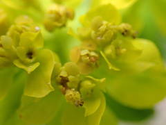 Euphorbia verrucosa