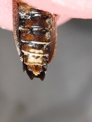 Lamprohiza boieldieui