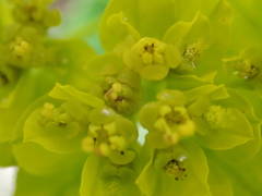 Euphorbia verrucosa