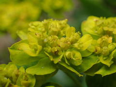 Euphorbia verrucosa