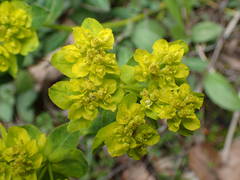 Euphorbia verrucosa