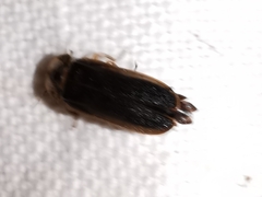 Lamprohiza boieldieui