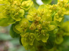 Euphorbia verrucosa