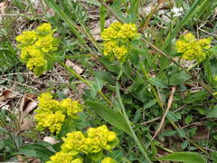 Euphorbia verrucosa