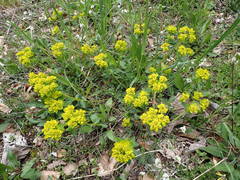 Euphorbia verrucosa