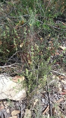 Sideritis tragoriganum