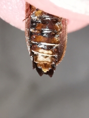 Lamprohiza boieldieui