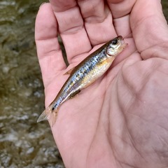 Notropis rubricroceus