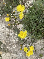 Crepis albida