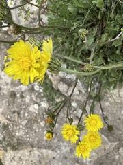 Crepis albida