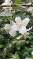 Philadelphus coronarius