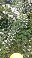 Philadelphus coronarius