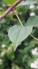 Philadelphus coronarius