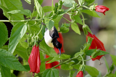 Myzomela jugularis