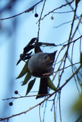 Baeolophus atricristatus