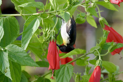 Myzomela jugularis