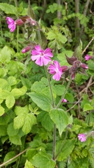 Silene dioica
