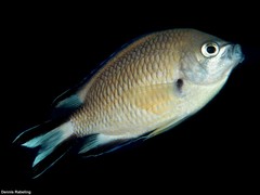 Chromis limbata