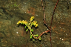 Sedum emarginatum