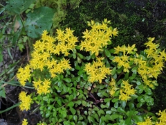 Sedum emarginatum