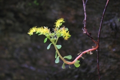 Sedum emarginatum