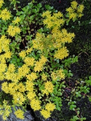Sedum emarginatum