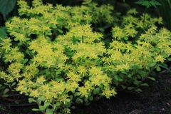 Sedum emarginatum